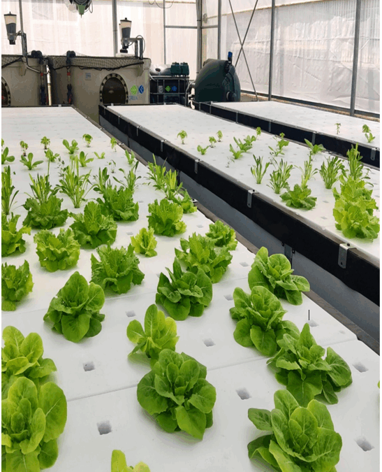 AWARE Project Update – Advancing aquaponic solutions for climate-resilient food systems.