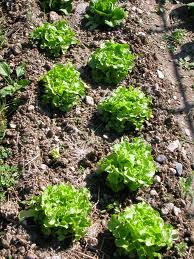Garden of Solidarity