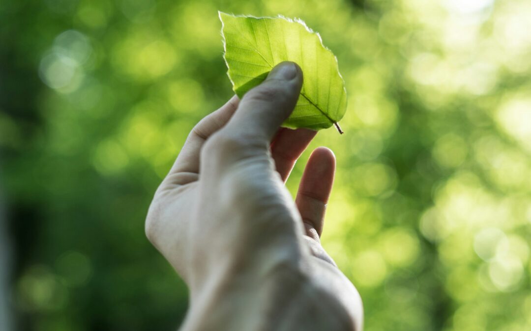 Sustainability in 2025: From Constraint to Strategic Imperative